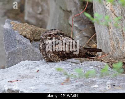 Graues Nachtglas (Caprimulgus indicus), Erwachsener, auf Felsen, Beidaihe, Hebei, China Stockfoto