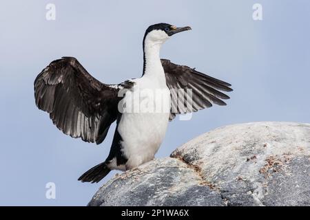 Antarktischer Kormorant (Phalacrocorax atriceps bransfieldensis), einzelner Erwachsener, der auf Felsen im Nest steht, mit Flügeln außerhalb von Port Lockroy Antarktis Stockfoto