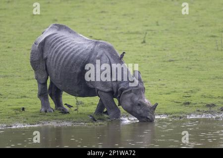 Indisches Nashorn (Rhinoceros unicornis), Erwachsener trinkt am Wasserloch, und Dschungel (Acridotheres fuscus) mynas, Kaziranga-Nationalpark, Assam, Indien Stockfoto