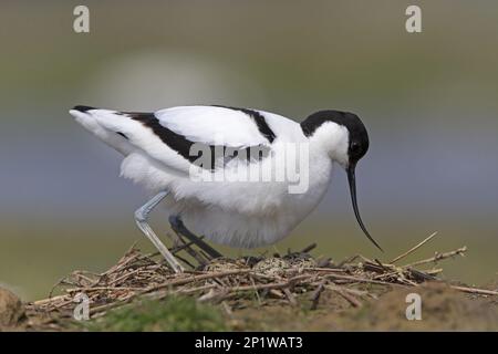 Eurasian Avocet (Recurvirostra avosetta) adulte Tiere, Setzlinge auf Eiern, Suffolk, England, Vereinigtes Königreich Stockfoto