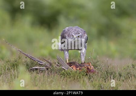 Nördlicher Goshawk (Accipiter gentilis), weiblich, auf dem Boden sitzend, Fütterung von gewöhnlichem Fasan (Phasianus colchicus), männlich, ausgewachsen Stockfoto