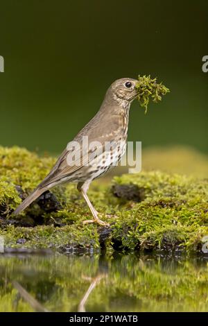 Song Thrush (Turdus philomeos), Erwachsener, steht am Ufer mit einem Becher Moos für das Nestgebäude, Debrecen, Ungarn Stockfoto