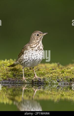 Song Thrush (Turdus philomeos), Erwachsener, steht am Waters Edge, Debrecen, Ungarn Stockfoto