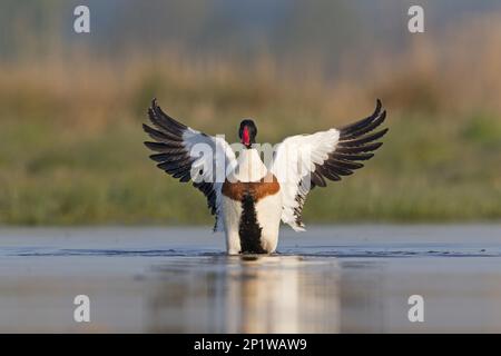 Gemeine Shelduk (Tadorna tadorna), männlich, schwimmend im Teich, flatternde Flügel, Suffolk, England, Vereinigtes Königreich Stockfoto