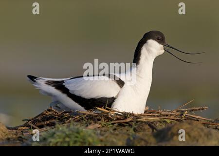 Eurasian Avocet (Recurvirostra avosetta), Erwachsener, Calling, Sitting on Nest, Suffolk, England, Vereinigtes Königreich Stockfoto