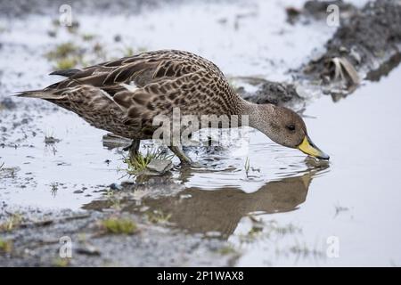 Südgeorgien Pintail, Südgeorgien Pintail Ente, Enten, Gänsevögel, Tiere, Vögel, Südgeorgien-Pintail (Anas georgica georgica) Stockfoto