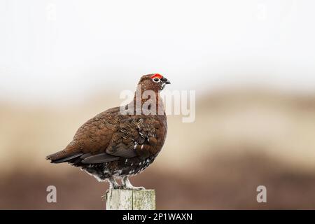 Rothühner (Lagopus lagopus scotica), männlicher Erwachsener auf Zaunpfahl, Grinton, Yorkshire March Stockfoto