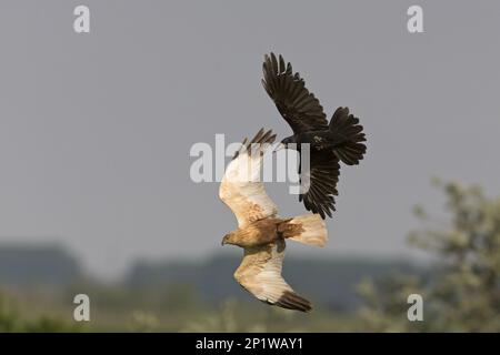 Turm (Corvus frugilegus), Erwachsener, fliegend, Mobbing Marsh Harrier (Circus aeruginosus), männlich, fliegend, Hortobagy N.P., Ungarn Stockfoto