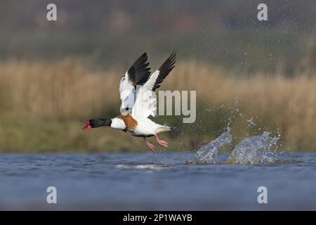 Gewöhnliche Shelente (Tadorna tadorna), männlich, fliegend, Abflug aus dem Teich, Suffolk, England, Vereinigtes Königreich Stockfoto