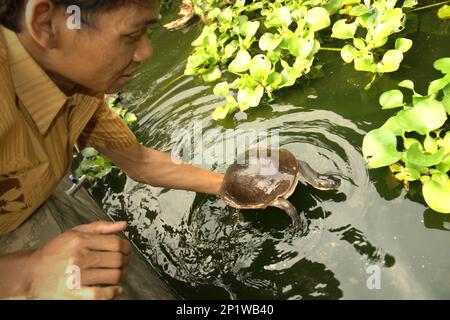 Ein Arbeiter hält eine seltene und bedrohte Art von Süßwasserschildkröte, die endemische Schlangenhalsschildkröte (Chelodina mccordi) der Rote Island, für ein Foto in einer lizenzierten Ex-situ-Zuchteinrichtung in Jakarta, Indonesien. „Die Rote-Insel-Schildkröte mit Schlangenhalsausschnitt ist ein verblüffendes Beispiel dafür, wie nicht nachhaltiger Handel ganze Arten an den Rand des Aussterbens gebracht hat“, so Jim Breheny, Executive Vice President und Director des Bronx Zoo der Wildlife Conservation Society (WCS), veröffentlicht am 7. September 2022 im WCS Newsroom. Stockfoto