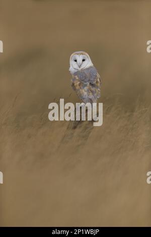 Scheuneneule (Tyto alba), ausgewachsen, auf einem Pfahl in Grasland, Suffolk, England, August, kontrolliertes Subjekt Stockfoto