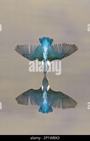 Gemeiner Königsfisch (Alcedo atthis), ausgewachsener Mann, taucht ins Wasser für Fische, mit Reflexion, Suffolk, England, Vereinigtes Königreich Stockfoto