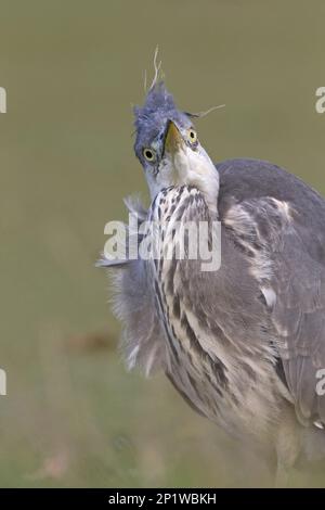 Grey Heron (Ardea cinerea) Jugendliche, Nahaufnahme von Kopf und Hals, Bushy Park, Ricmond upon Thames, London, England, Vereinigtes Königreich Stockfoto
