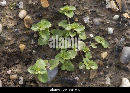 Common Field Speedwell, Veronica Persica, eine Ausbreitungspflanze dieses jährlichen Feldkrauts Stockfoto