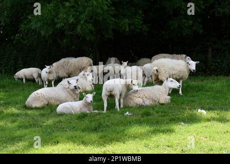 Hausschafe, cheviot-Schafe mit Lämmern im Sommer, die sich vor der Mittagssonne im Schatten verstecken, Berkshire, England, Vereinigtes Königreich Stockfoto