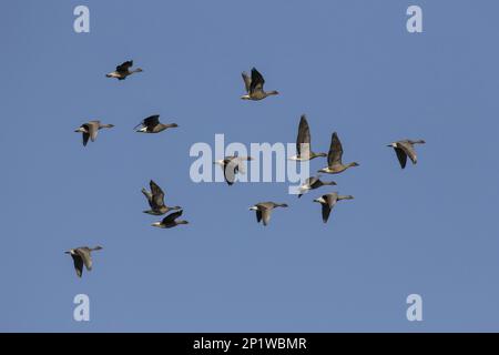 Brachyrhynchus, Kurzschnabelgans, Bohnengans (Anser fabalis), Gänse, Gänse, Tiere, Vögel, Pink-Footed-Gänse, Gruppenflug Stockfoto