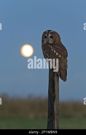 Tawny Tawny Eulen (Strix aluco), erwachsen, hoch oben auf einem Pfosten mit Mond im Hintergrund, Suffolk, England, November, kontrolliertes Subjekt Stockfoto