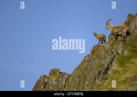 Capra ibex ibex, alpines Ibex, alpines Ibex (Capra ibex), ibex, ibex, Ziegenibex, Huftiere, Huftiere mit gleichmäßigen Zehen, Säugetiere, Tiere, Alpiner Ibex Erwachsener Stockfoto