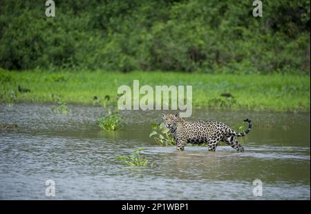 Parana jaguar, südamerikanischer jaguar (Panthera onca palustris), gefährdete Arten, Raubtiere, Säugetiere, Tiere, jaguar Erwachsener, im Fluss stehend Stockfoto