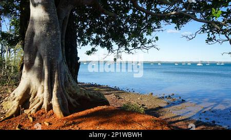 Blick unter einem Moreton Bay Feigenbaum über das Wasser zu den südlichen Moreton Bay Islands in der Ferne Stockfoto