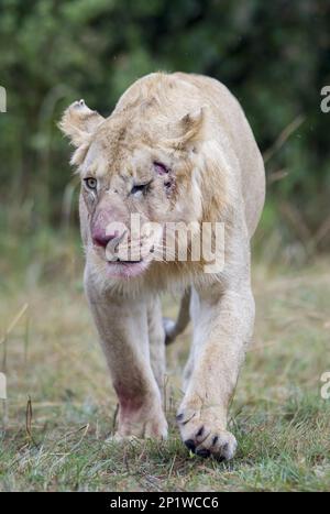 Massai-Löwe (Panthera leo nubica), Ostafrikanischer Löwe, Masai-Löwe, Ostafrikanischer Löwe, Ostafrikanischer Löwe, Raubtiere, Säugetiere, Tiere, Masai Stockfoto