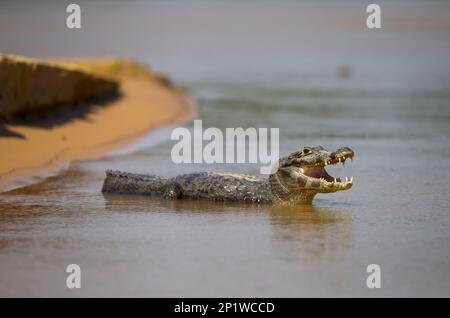 Paraguayan yacare caiman (Caiman yacare) unreif, mit offenem Mund, ruht in flachem Wasser, Cuiaba River, Mato Grosso, Brasilien Stockfoto