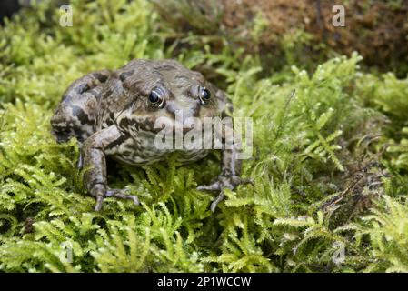 Marsh Frog (Pelophylax ridibundus) führte Arten ein, Erwachsene, die auf Moos in England, Großbritannien, sitzen Stockfoto