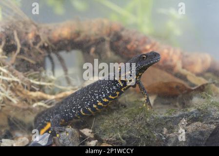 Great Crested Newt (Triturus cristatus), weiblich, unter Wasser, unter Erhebungslizenz, Nottingham, Nottinghamshire, England, Vereinigtes Königreich Stockfoto