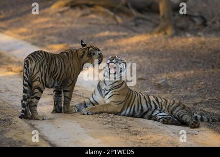 Bengalischer Tiger (Panthera tigris tigris), Königlicher Bengalischer Tiger, Tiger, Raubtiere, Säugetiere, Tiere, indische Tigerinnen, die das Jungtier anknurren, sich ausruhen Stockfoto