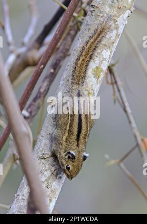 Tamiops macclellandii, himalaya-Eichhörnchen (Tamiops mcclellandii), Baumgestreiftes Eichhörnchen, Nagetiere, Säugetiere, Tiere, Himalaya Gestreift Stockfoto