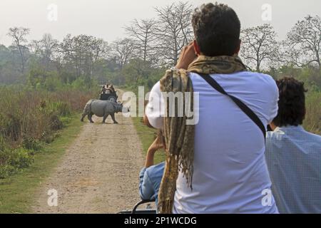 Indisches Nashorn (Rhinoceros unicornis), Erwachsener, Straße überqueren, von Touristen in Fahrzeugen fotografiert, Kaziranga N.P., Assam, Indien Stockfoto