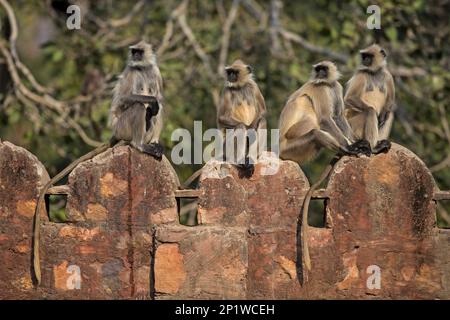 Southern Plains Grey Southern Plains Grey langur (Semnopithecus dussumieri) vier Erwachsene, die an der Wand sitzen, Ranthambore N.P., Rajasthan, Indien Stockfoto