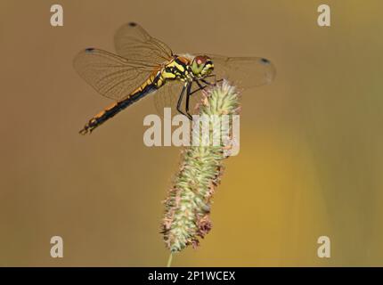 Schwarzer Dartpfeil (Sympetrum danae), weibliche Erwachsene, die sich auf timothy-Grass (Phleum pratense) ruht, Finnland Stockfoto