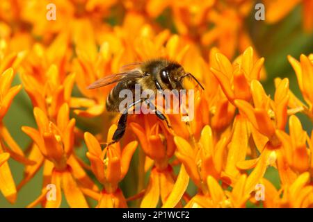 WESTERN Honey Bee (APIs mellifera) führte Arten ein, Erwachsene weibliche Arbeiterin, die Nektar von Butterfly Weed (Asclepias tuberosa) Blüten aus den USA füttern Stockfoto