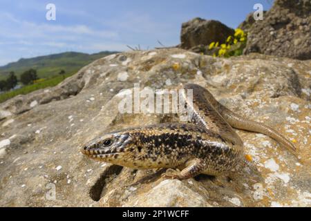 Okellierte Skink (Chalcides ocellatus), gefleckte Rollschuhskink, Skink, Skinks, andere Tiere, Reptilien, Tiere, Skinken, ausgewachsen, auf Felsen Stockfoto