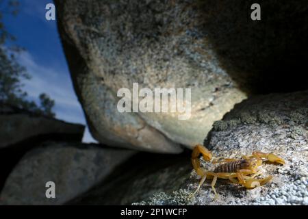 Europäischer Skorpion (Buthus occitanus), Feldskorpionen, andere Tiere, Spinnen, Arachniden, Tiere, Skorpione, gemeiner europäischer Skorpion Erwachsener Stockfoto