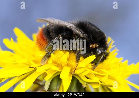Große Hummelkönigin mit rotem Schwanz (Bombus lapidarius), die sich im Frühling von einer Löwenzahn-Blume (Taraxacum) ernährt. Powers, Wales, Vereinigtes Königreich Stockfoto