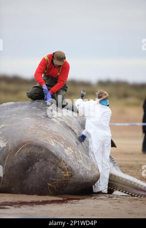 Pottwal (Physeter macrocephalus) auropsic tot am Strand Hunstanton Norfolk UK Februar Stockfoto