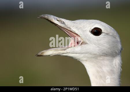 Großtrappe (Otis tarda), Single Bird Head shot, Wiltshire, Oktober 2015 Stockfoto