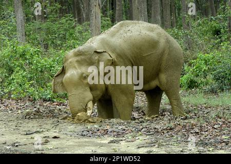 Stierelefant, Tauchen in Schlamm in einer Pfütze auf den Waldwegen (Elephas maximus indicus), Corbett N.P., Ramnagar, Uttarkhand, Indien - Mai Stockfoto