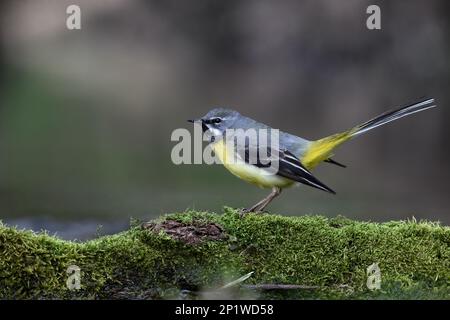 Grauschwanzwaggon (Motacilla cinerea), männlich, allein auf dem Wasser, Warwickshire Stockfoto