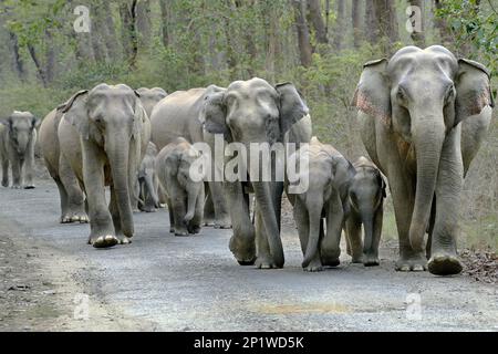 Elefantenherde auf dem indischen Elefanten (Elephas maximus indicus), Corbett N.P., Ramnagar, Uttarkhand, Indien Stockfoto