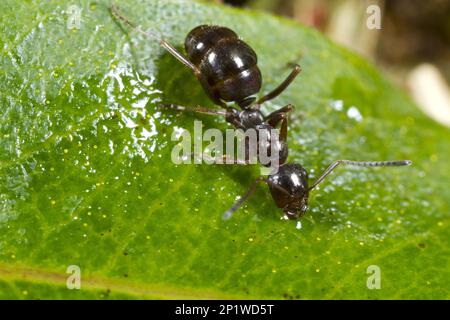 Black Bog Ant, Black Bog Ants (Formica picea) andere Tiere, Insekten, Tiere, Ameisen, Black Bog Ant erwachsener Arbeiter auf einem Blatt. Cor Go Stockfoto