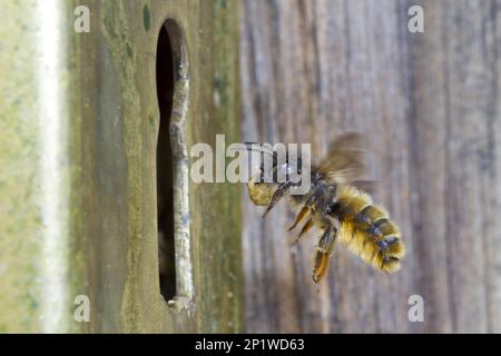 Rote Maurerbiene (Osmia bicornis), eine Erwachsene Frau im Flug, die mit einem Schlammball in einem Türschloss an ihrem Nest ankommt. Powys, Wales, Vereinigtes Königreich Stockfoto