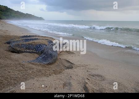 Lederrücken (Dermochelys coriacea), Schildkröte, weiblich, am Strand in der Nähe von Sea Bay, Blick auf Trinidad und Tobago, April 2016 Stockfoto