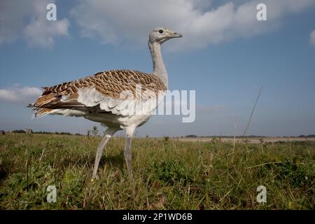 Großtrappe (Otis tarda), Single Bird, Wiltshire, Oktober 2015 Stockfoto