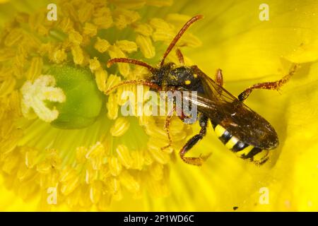 Adulte Frau einer nomadenbiene nach marsham (Nomada marshamella), die eine Blume des walisischen Mohnblüten (Meconopsis cambrica) füttert. Poppy, Wales, Vereint Stockfoto