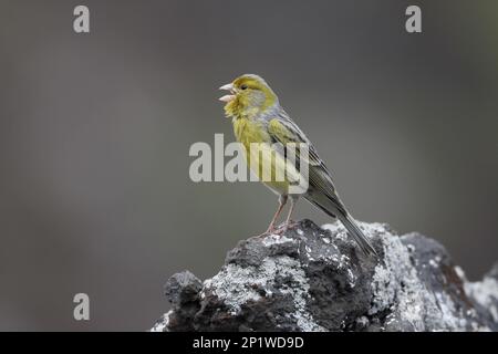 Atlantic canary (Serinus canaria), Single Bird on Rock, Madeira, März 2016 Stockfoto