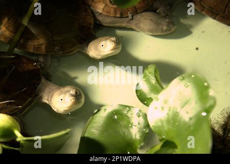 Süßwasserschildkröten, die vom Aussterben bedroht (kritisch gefährdet) sind und auf der indonesischen Rote-Insel endemisch sind, die Schlangenschildkröten (Chelodina mcccordi), werden in einer lizenzierten Ex-situ-Zuchteinrichtung in Jakarta fotografiert. „Die Rote-Insel-Schildkröte mit Schlangenhalsausschnitt ist ein verblüffendes Beispiel dafür, wie nicht nachhaltiger Handel ganze Arten an den Rand des Aussterbens gebracht hat“, so Jim Breheny, Executive Vice President und Director des Bronx Zoo der Wildlife Conservation Society (WCS), veröffentlicht am 7. September 2022 im WCS Newsroom. Stockfoto