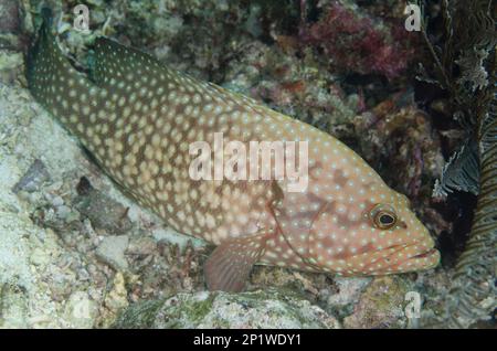 Blauer Fleckenbarsch (Cephalopholis cyanostigma), nahe Penem (4 Könige), Raja Ampat, West Papua, Indonesien, Blauer Fleckbarsch, Sägefisch, Andere Stockfoto